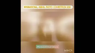 International Animal Photo Competition 2021