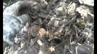 Поиск монет. Эхо войны 3/Search with PSL for coins & relics with a metal detector