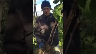 Отличные саженцы малины Полка👍