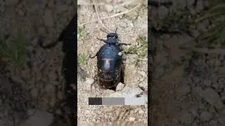 Insectos que no querrás tocar (Parte 1) 😮🐞 #insectos #viral #informativo