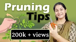 Pruning of Plants | Right Time to Prune | Types & techniques of Pruning 