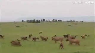 40 сумасшедших животных