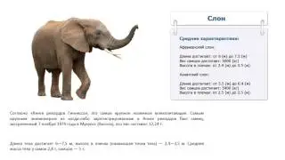 Сколько весит слон