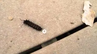 Pipevine Swallowtail on Its Way to Pupate