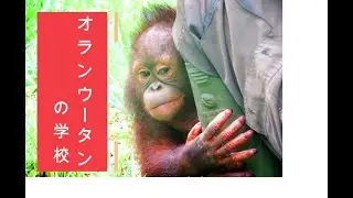オランウータンの学校①