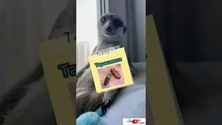 Тараканиха #meerkat #сурикотики #cat #шпротик