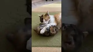 Котёнок играет с мамой #cat #котики #котята
