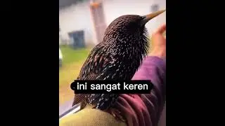 BURUNG BERSUARA DINOSAURUS?