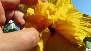 Secrets to abundant hibiscus blooms. Care and propagation.