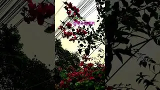 ঢাকা শহরের বাগান বিলাশ