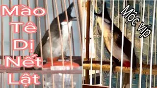 Tuyển Được Chú Chim Mào Tê Nết Lật Cầu Rất Đẹp Nhưng Rất Thắc Mắc Khi Nghe Giọng 22/10/24