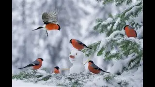 Белый снег. Стас пьеха