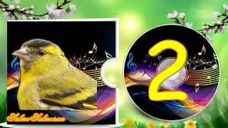 Голоса птиц - Пение птиц - Как поет чиж CD