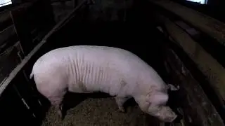 БИЗНЕС НА СВИНЬЯХ! Супер свинарник в домашних условиях.