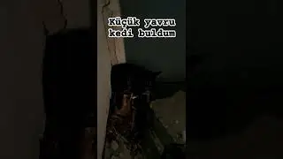 Miyav diye bağırıyor
