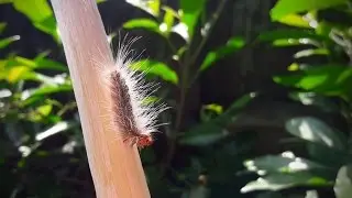 Caterpillar  🐛🐛  😊😊 😃😃