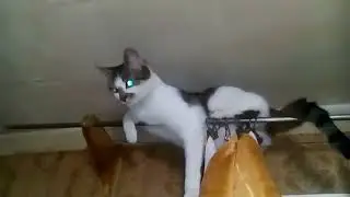 Заразка
