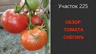 Томат Снегирь. Холодостойкий и урожайный!