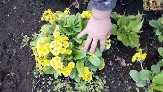 ПРИМУЛА - НЕВИБАГЛИВИЙ ВЕСНЯНИЙ  ЯСКРАВИЙ АКЦЕНТ КВІТНИКА