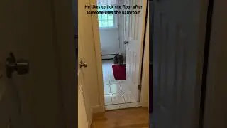 Weird Yorkie Behaviors
