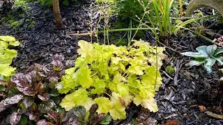 Division & Transplant, Heuchera 