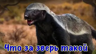 The Ants. Пустоши, календарь.