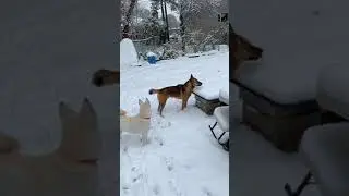 Dog Enjoys Shaved Ice 