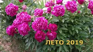 411. КОГДА ОБРЕЗАТЬ ЛИСТЬЯ ПИОНОВ