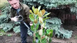 The nuances of planting magnolia grandiflora