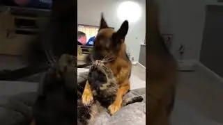 злой кот и добрый пес #meme
