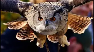 Rüyada baykuş görmek