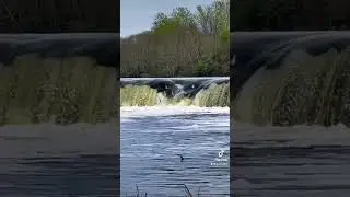 Шоу прыгающей рыбы