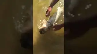 Эта собака любит плавать везде!