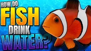 Do fish drink water? How do they do it?
