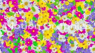 Colorful Blooming Flowers Loop