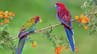 Beautiful Relaxing Music With Bird Sounds  Piano Music