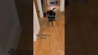 Очень красивая собака