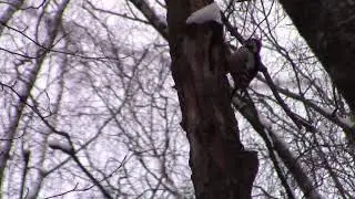 Пестрый дятел в зимнем лесу