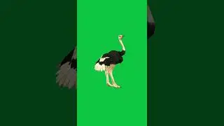 Green Screen Ostrich 
