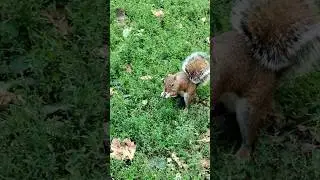 Cute Squirrel Loves Peanuts #shorts #squirrel 🥜🐿️ #centralpark