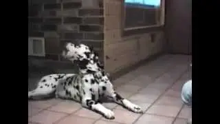 Смешные говорящие животные!