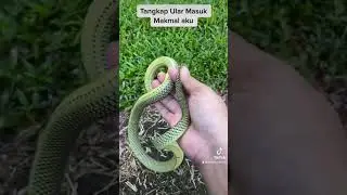Ular Cantik Best Kalau Bela
