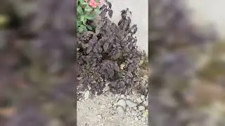 MisSofi Jilbar & 3 Jilbar lain