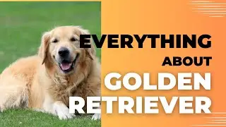 Golden Retrievers Unleashed: A Guide to the Heartwarming Breed! 🐾💛 | Traits|Training|Tail-Wagging|