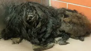 YOU WON'T BELIEVE How This Puppy Looks After Shaving All These Dreadlocks