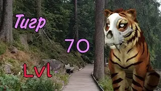 Тигр 70 лвл