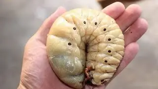 Как сделать гомункула. Удавшийся эксперимент №1.