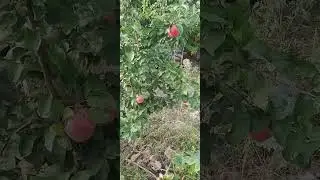 5 сентября 2024 г.