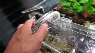 fluval multi chamber holding and breeding box aquarium breeder box