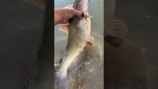 Fishing with worms #fishing #shorts